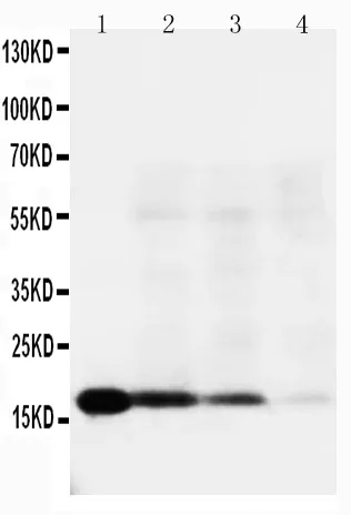 Anti-Interleukin-18 IL18 Antibody Picoband®
