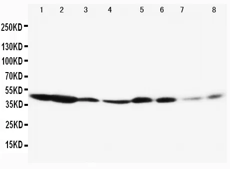 Anti-ERK1/MAPK3 Antibody Picoband®