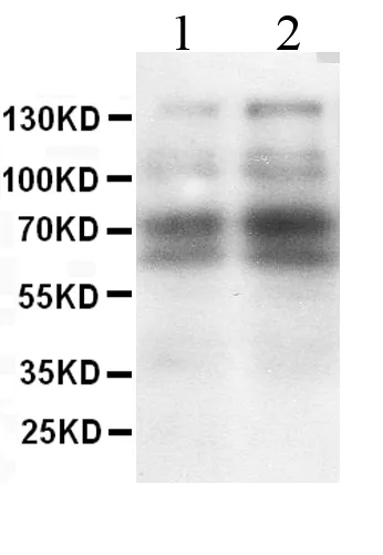 Anti-CD62L/SELL Antilichaam Picoband®