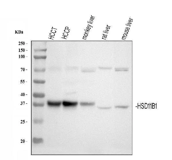 Anti-HSD11B1 Antibody Picoband®