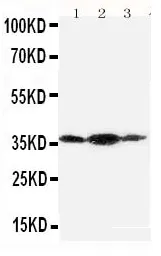 Anti-Podoplanine/gp36/PDPN Antilichaam Picoband®