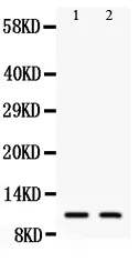 Anti-Eotaxin 3/CCL26 Antibody Picoband®