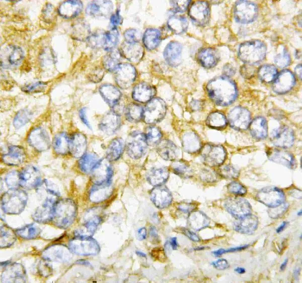 Anti-AIMP2/p38 Antibody Picoband®