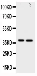 Anti-MCL1 Antibody Picoband®