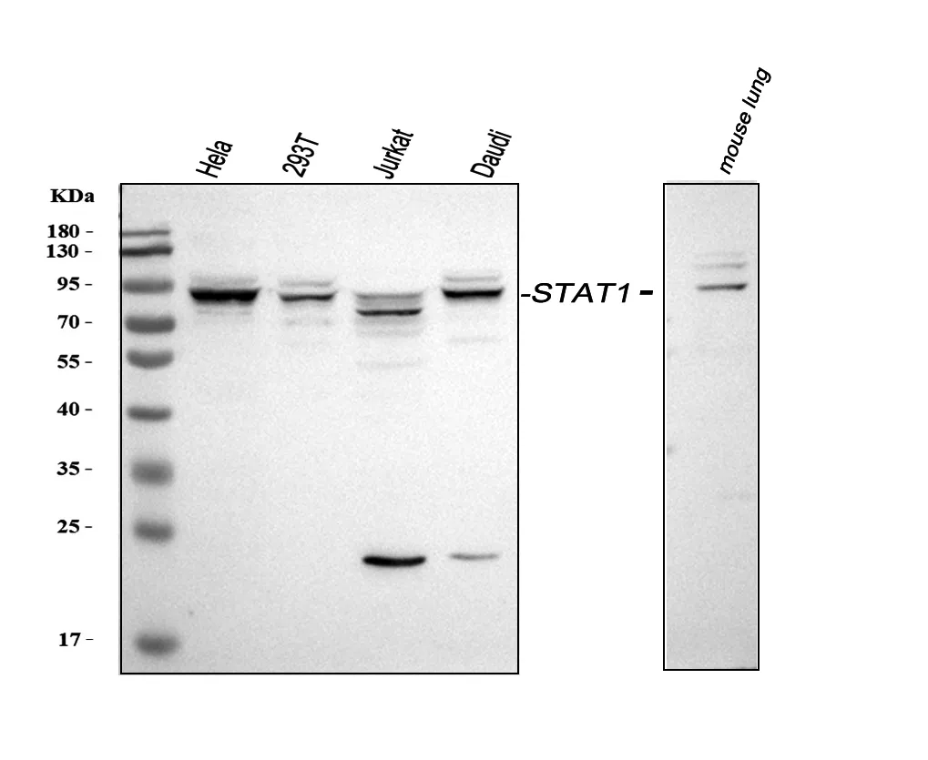Anti-STAT1 Antibody Picoband®