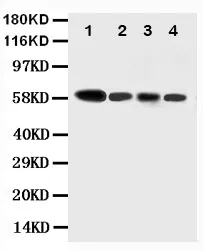 Anti-Caspase-10/CASP10 Antibody Picoband®