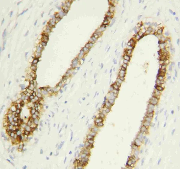 Anti-Caspase-1 (P10) /CASP1 Antibody Picoband®