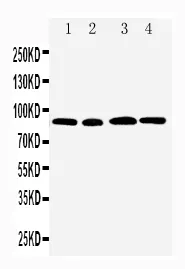 Anti-CD168/HMMR Antilichaam Picoband®