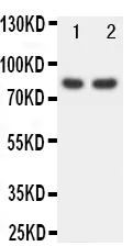 Anti-Forkhead doos eiwit P1 FOXP1 Antibody Picoband®