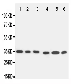 Anti-Caspase 9/CASP9 Antibody Picoband®