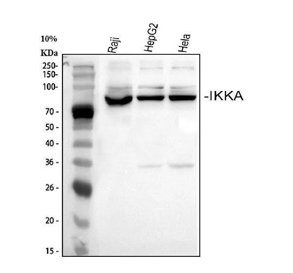 Anti-IKK alfa/CHUK Antibody Picoband®