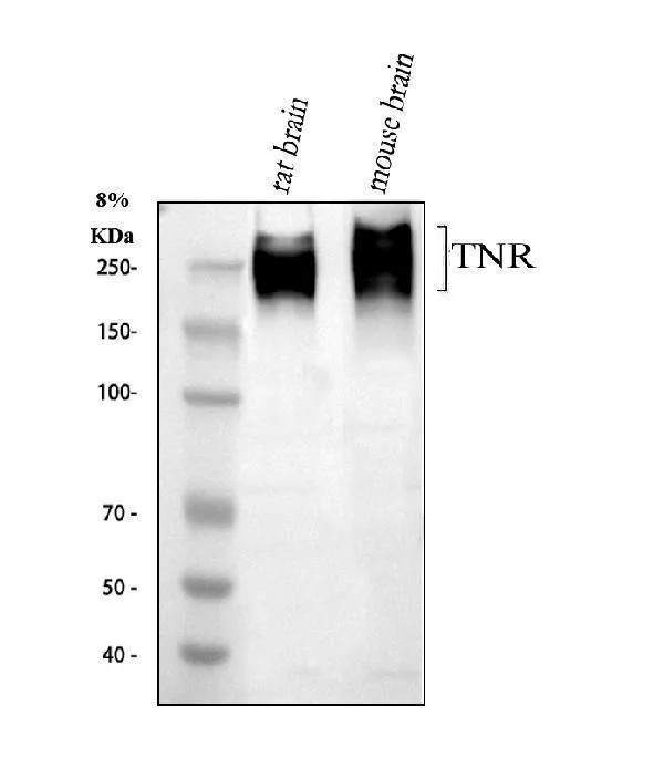 Anti-Tenascin-R TRR Antibody Picoband®