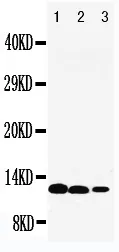 Anti-Interleukin-13 IL13 Antibody Picoband®