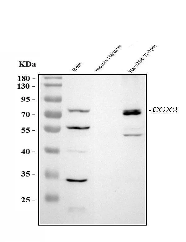 Anti-COX2/Cyclo-oxygenase 2/PTGS2 Antibody Picoband®