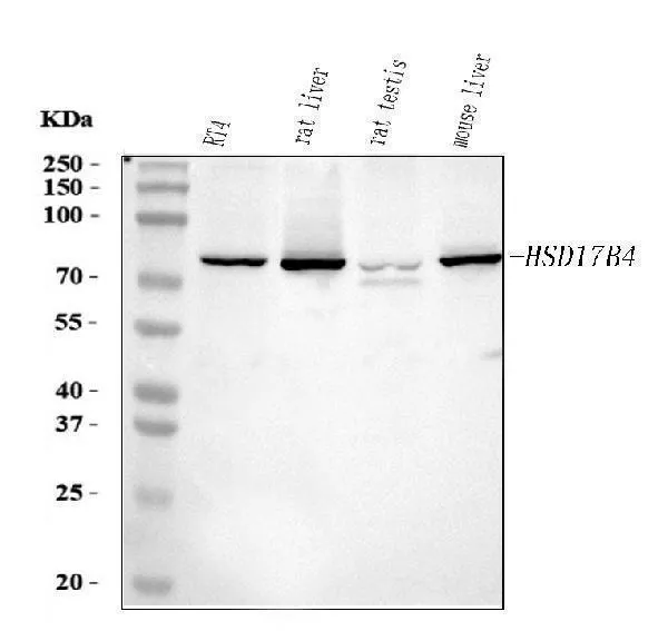 AntiHydroxysteroïde (17-beta) Dehydrogenase 4/HSD17B4 Antilichaam Picoband®