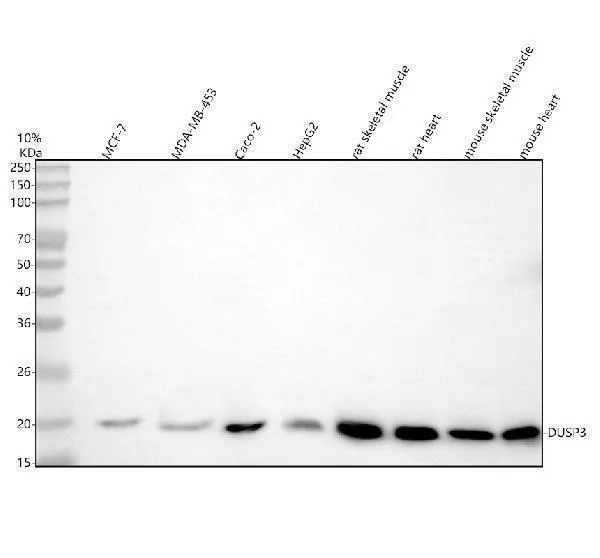 Anti-DUSP3 Antibody Picoband®