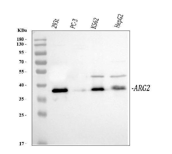 Anti-Arginase-2, mitochondrial Arg2 Antibody Picoband®