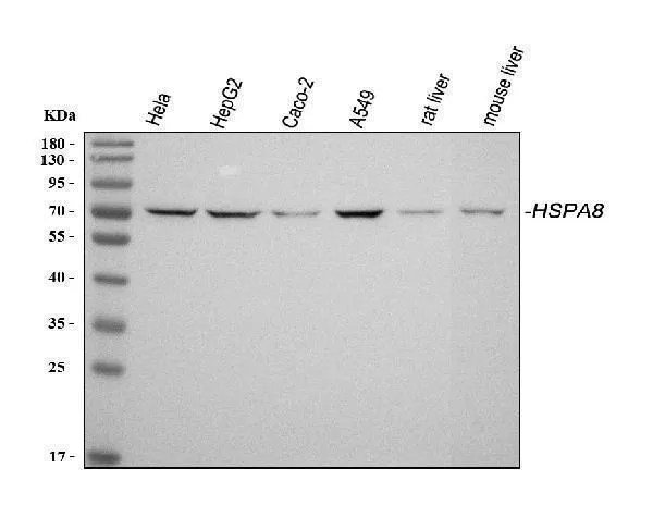 Anti-Hsc70/HSPA8 Antibody Picoband®