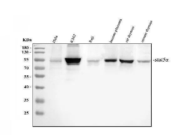 Anti-STAT5a Antibody Picoband®