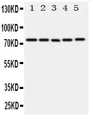 Anti-ABCG1 Antibody Picoband®