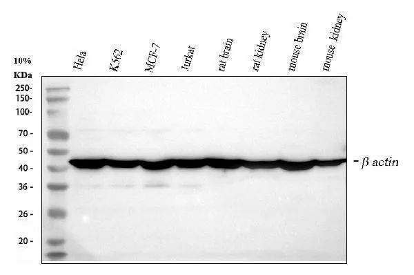 Anti-beta Actin/ACTB Antibody Picoband®