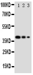 Anti-GATA2 Antibody Picoband®