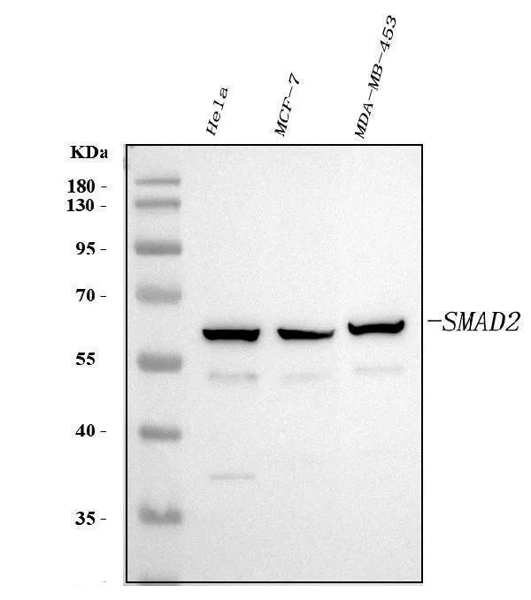 Anti-Smad2 Antibody Picoband®
