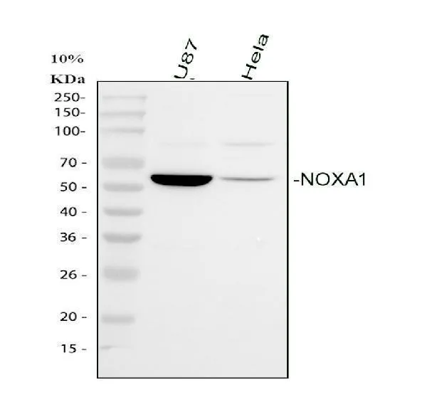 Anti-NOXA1 Antibody Picoband®