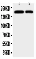 Anti-CD11b/ITGAM Antilichaam Picoband®