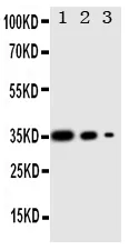 Anti-protein Wnt-2b Wnt2b Antibody Picoband®