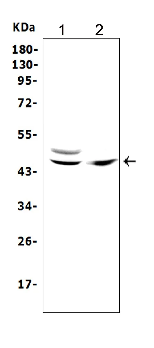 Anti-TRAF1 Antibody Picoband®