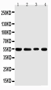 Anti-TRAF4 Antibody Picoband®