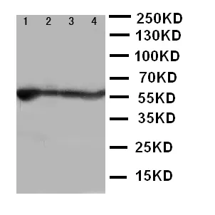 Anti-ALDH2 Antibody Picoband®