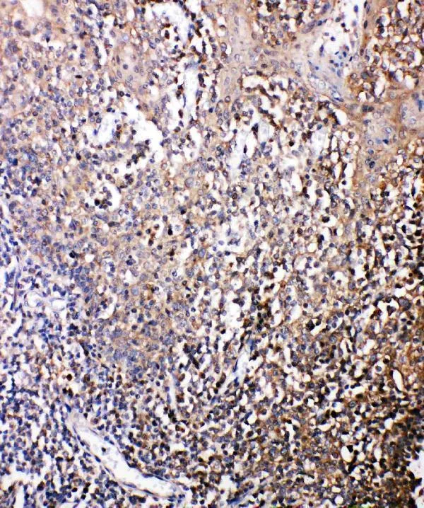 Anti-Bonzo/CXCR6 Antibody Picoband®