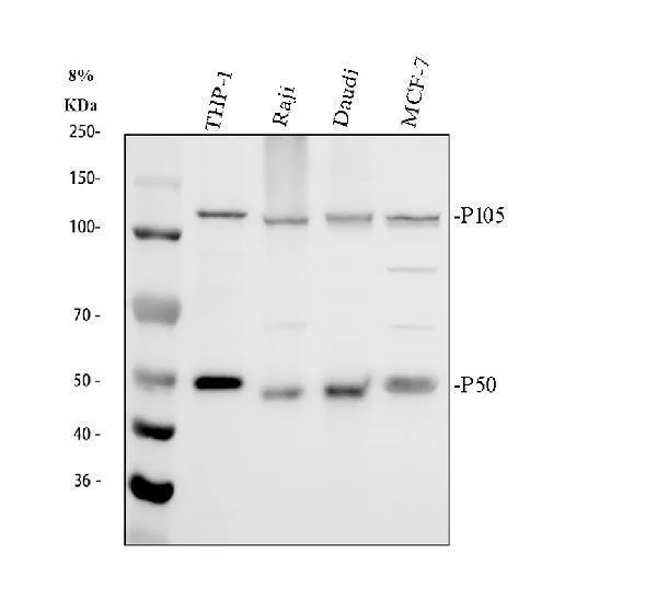Anti-NFkB/NFKB1 p105/p50 Antibody Picoband®