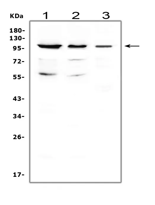 Anti-CDC5L Antibody Picoband®