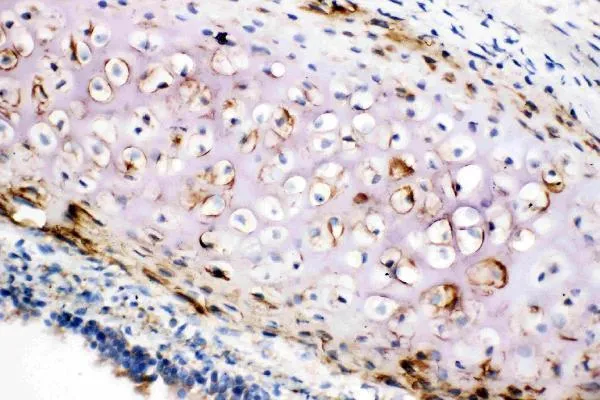 Anti-Collagen II/COL2A1 Antibody Picoband®