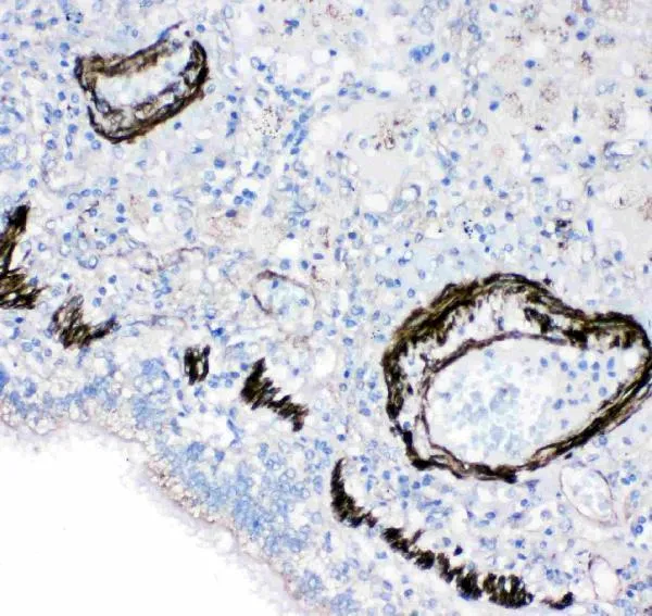 Anti-Gastrotropin FABP6 Antibody Picoband®