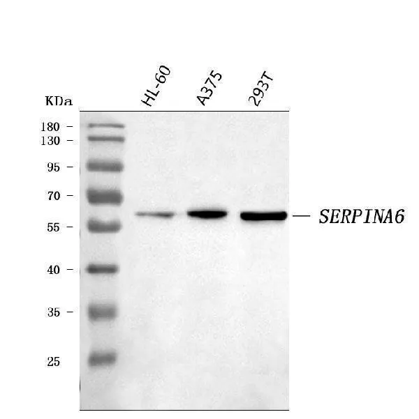 Anticortisol Bindende Globulin/SERPINA6 Antibody Picoband®