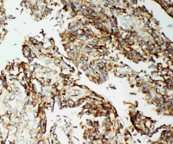 Anti-AIF/AIFM1 Antibody Picoband®