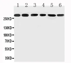 Anti-Mucin 5AC/MUC5AC Antibody Picoband®