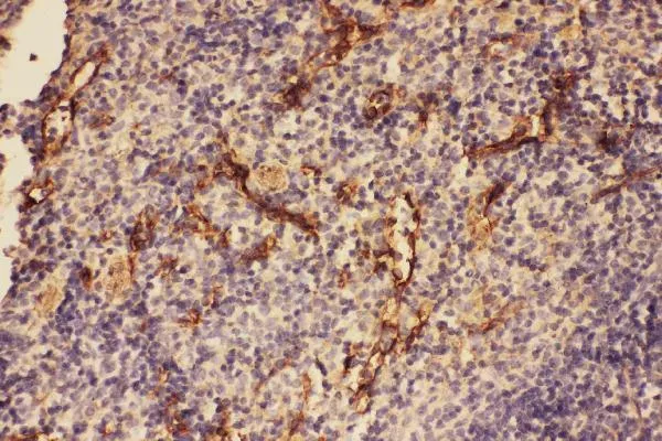 Anti-C5/C5a Antibody Picoband®