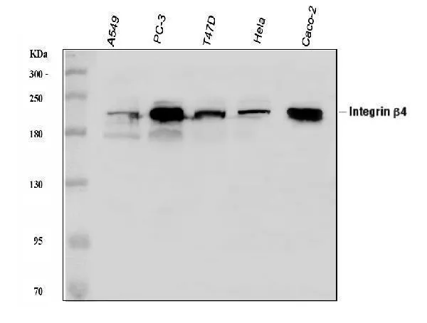 Anti-Integrin beta 4/ITGB4 Antibody Picoband®