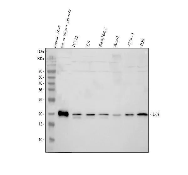 Anti-IL18 Antibody Picoband®