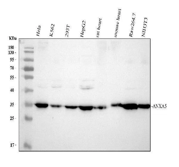 Anti-bijlage V/ANXA5 Antibody Picoband®