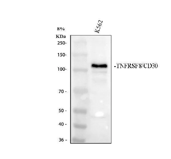 Anti-CD30/TNFRSF8 Antibody Picoband®