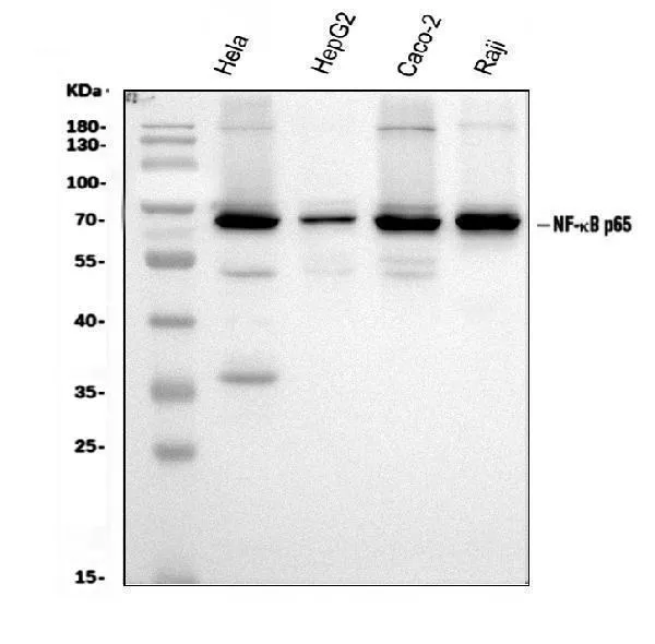 Anti-NF-kB p65/RELA Antilichaam Picoband®