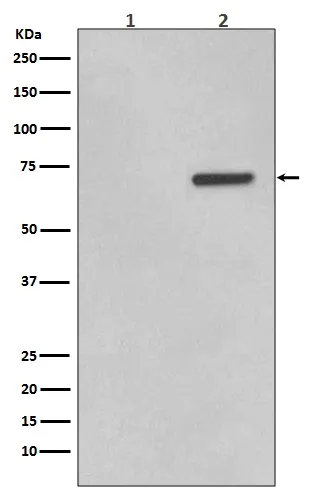 Anti-Phospho-ATF2 (T71) Konijn Monoklonale Antilichaam