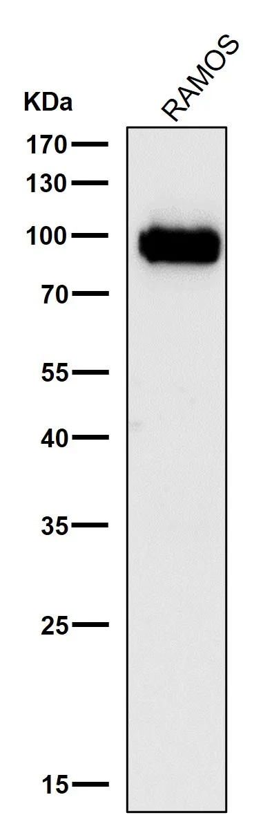 Anti-Phospho-CDC37 (S13) Konijn Monoklonale Antilichaam
