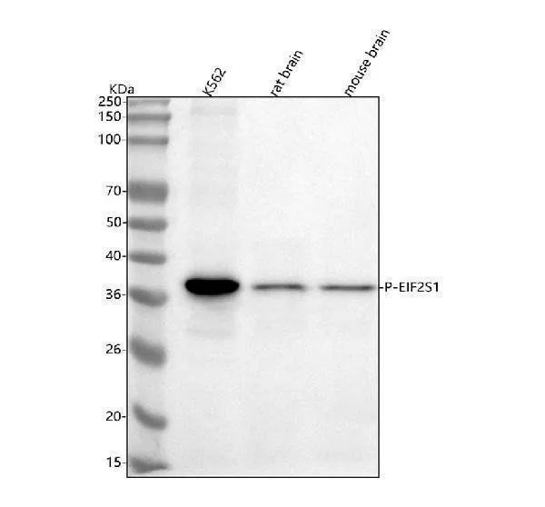 Anti-Phospho-EIF2S1 (S51) Konijn Monoklonale Antilichaam